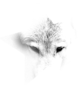 allegracaricato.com